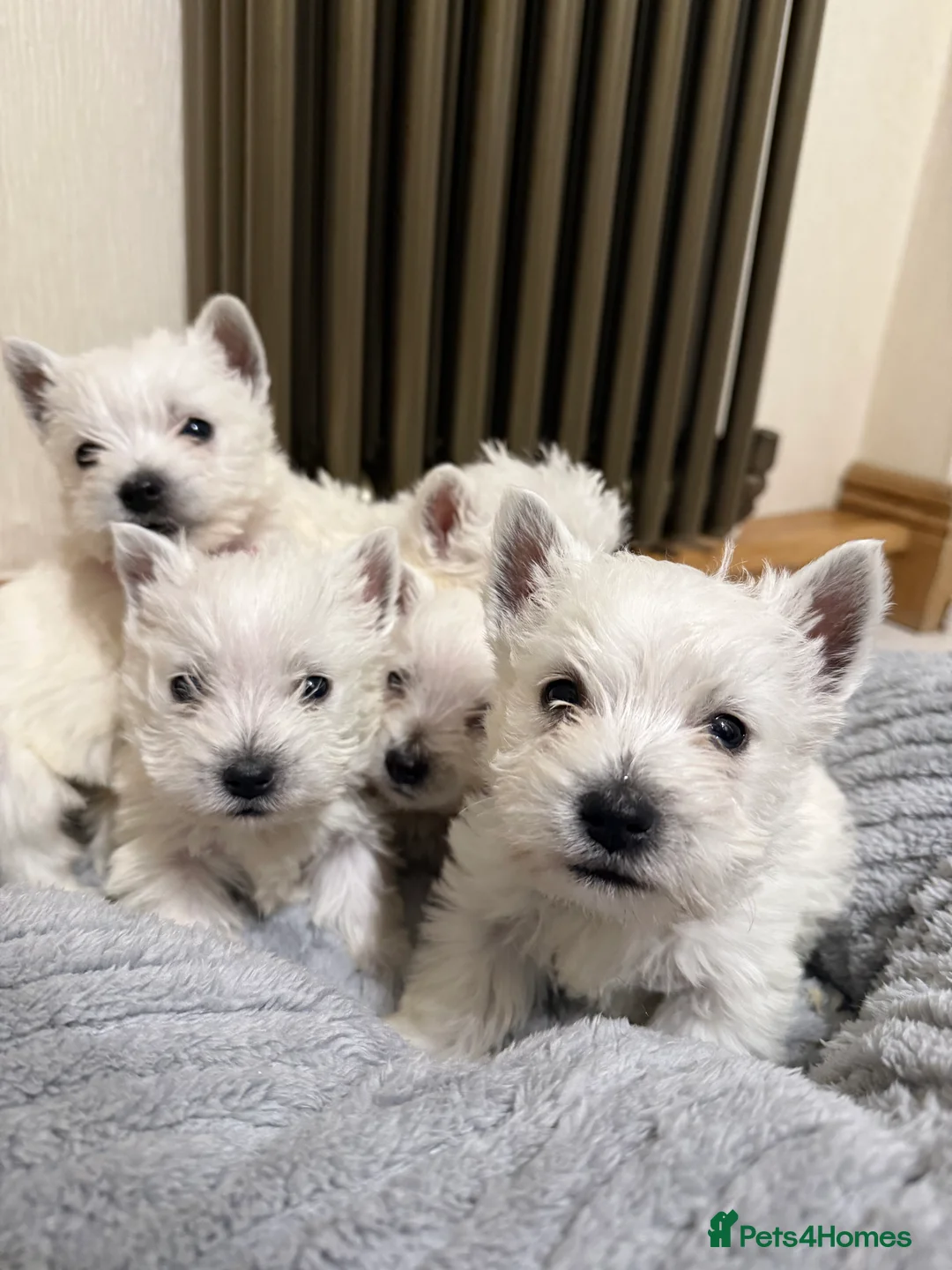 West Highland Terrier dogs for sale: Polish Bloodlines KC Westies.  - Advert 1