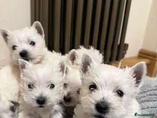 West Highland Terrier dogs Polish Bloodlines KC Westies. - Advert 5
