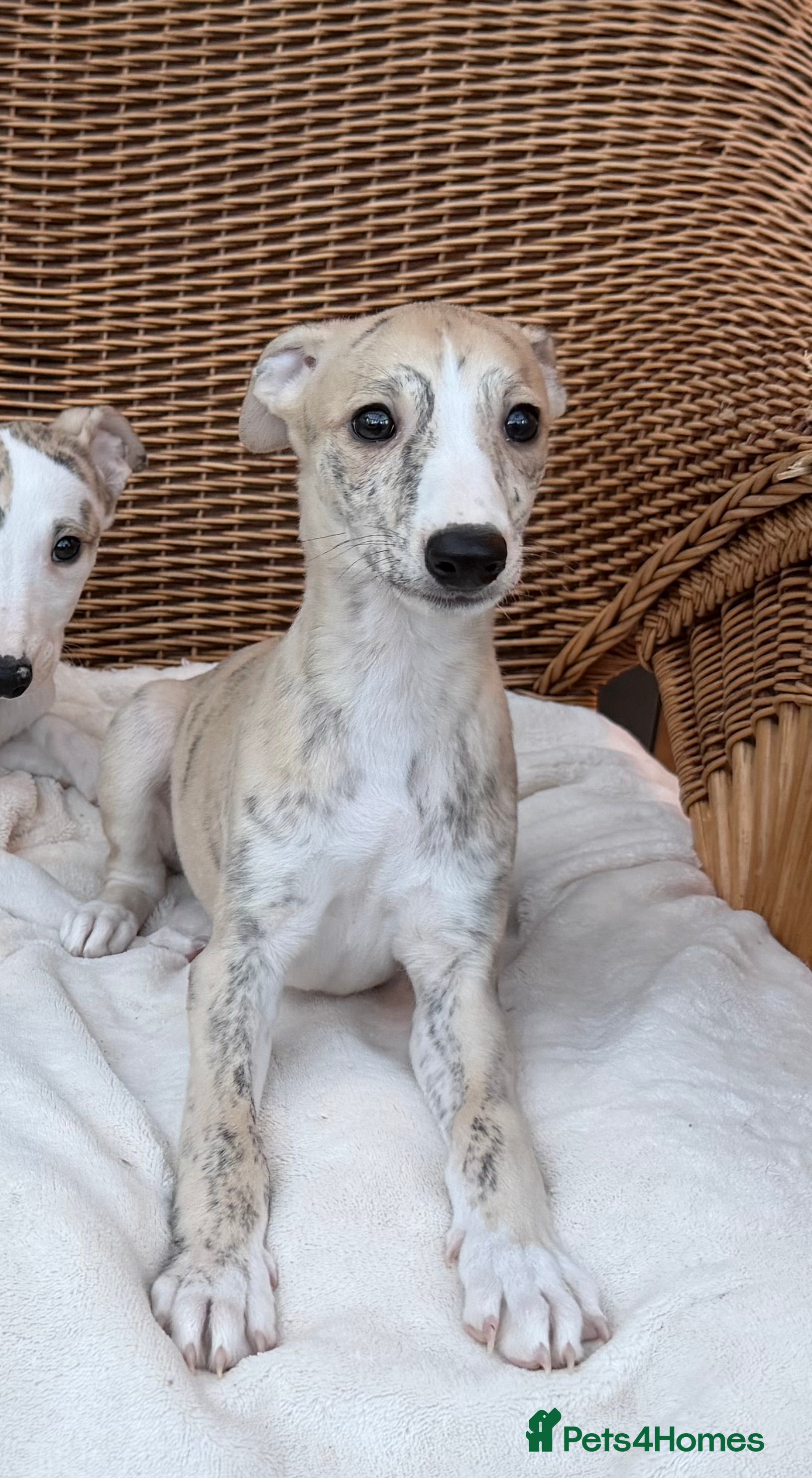 Whippet dogs AVAILABLE KC reg healthy, sweet, gentle whippet - Advert 15