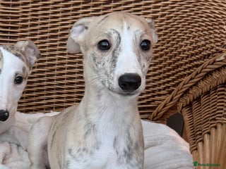 Whippet dogs AVAILABLE KC reg healthy, sweet, gentle whippet - Advert 15