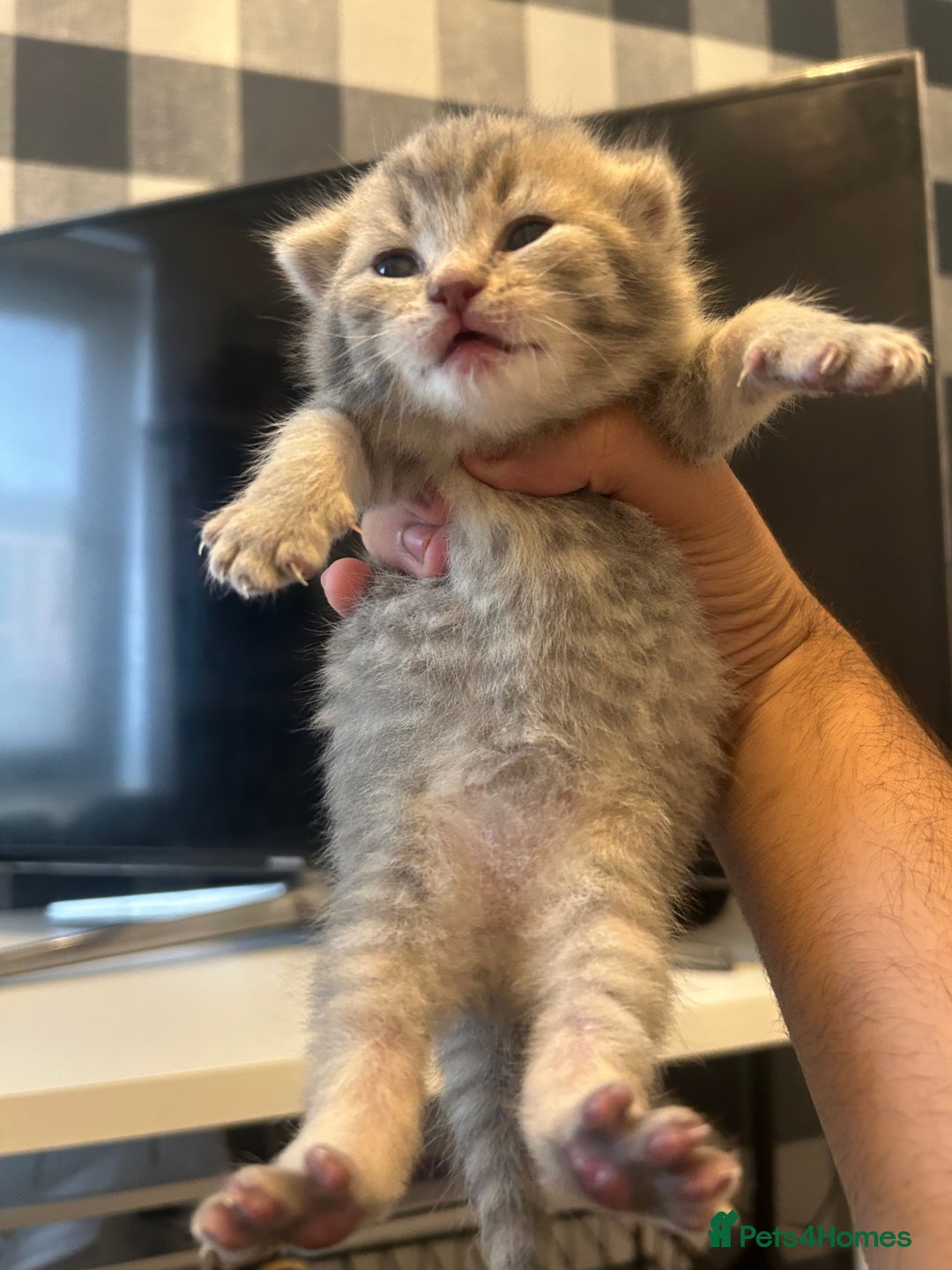 British Shorthair cats for sale: BSH KITTENS - Image 1