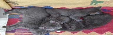 Russian Blue Kitten 3