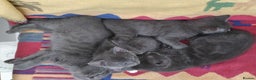 Russian Blue cats for sale: ABSOLUTELY BEAUTIFUL RUSSIAN BLUE KITTENS 8 WEEKS  - Advert 3