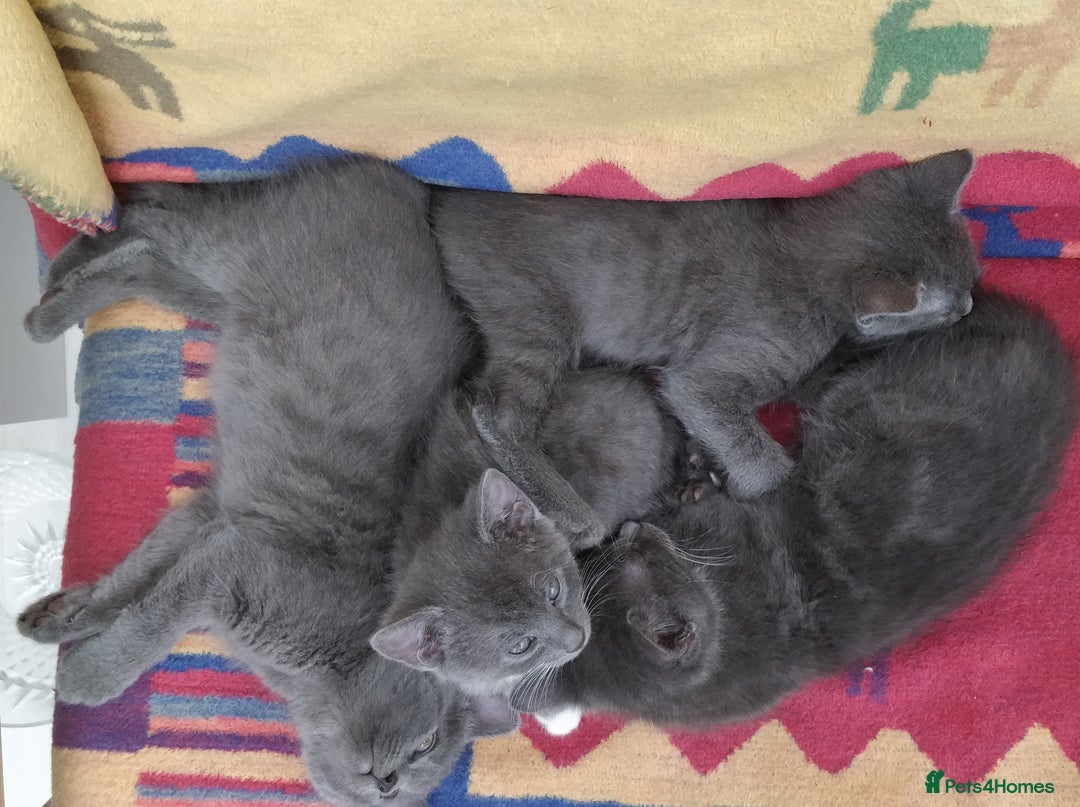 Russian Blue cats for sale: ABSOLUTELY BEAUTIFUL RUSSIAN BLUE KITTENS 8 WEEKS  - Advert 3