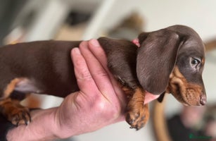 Miniature Dachshund dogs Lap Dog Seeks Permanent Loving Home & Regular Walk - Advert 4