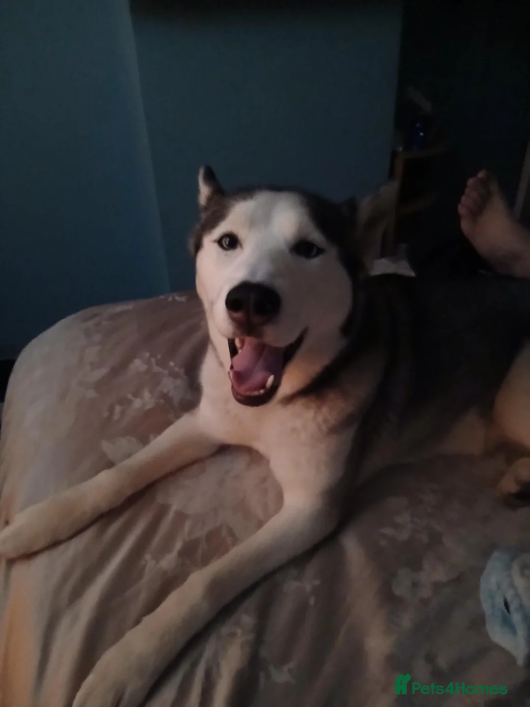 Siberian Husky dogs for sale: Siberian Husky  - Advert 4
