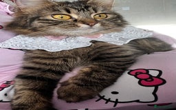 LaPerm cats for sale: Long Coat Laperm kittens - Image 26