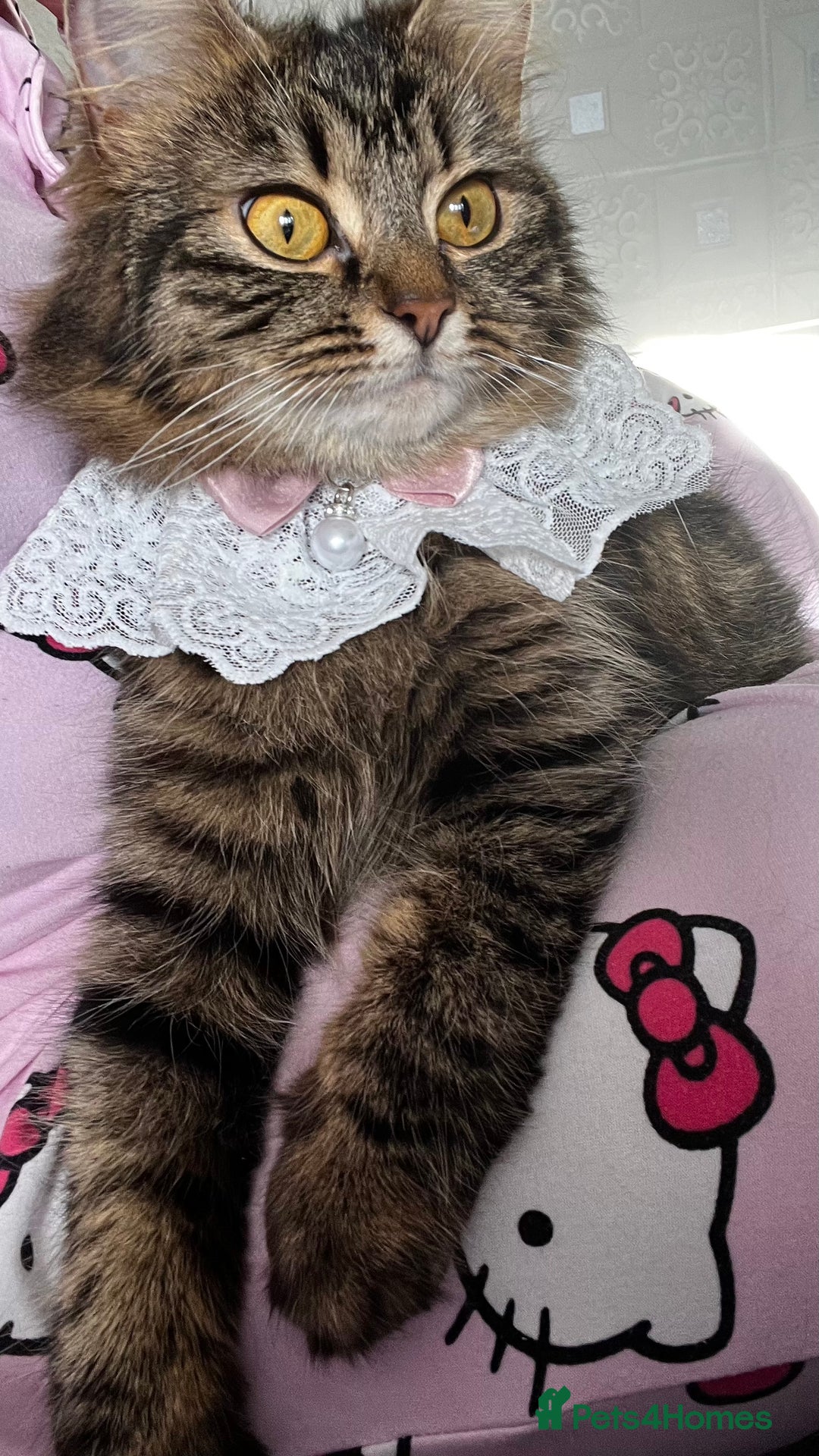 LaPerm cats for sale: Long Coat Laperm kittens - Image 26