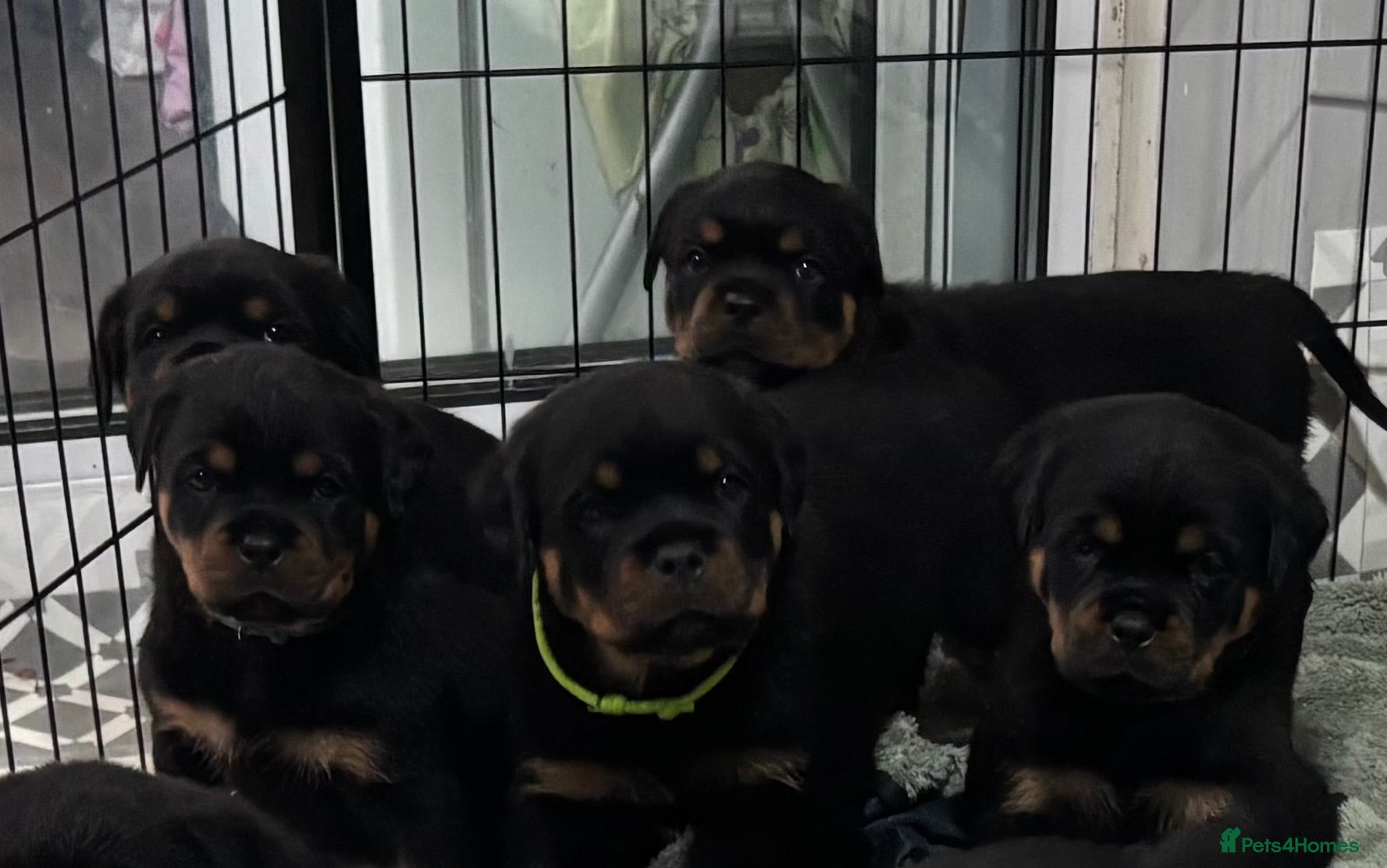 Rottweiler dogs Top Quality KC Health Tested Rottweiler Puppies  - Advert 3