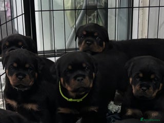 Rottweiler dogs Top Quality KC Health Tested Rottweiler Puppies - Advert 3