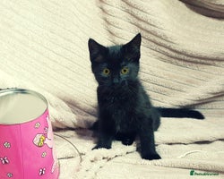 Mixed Breed cats Maine-Coone/Bombay Mixed Kitten (1 LEFT) - Advert 2