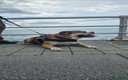 Old Tyme Bulldog dogs for sale: Home needed for loving family dog  - Image 2