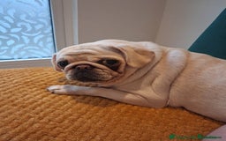 Pug dogs for sale: Champion pedigree kC Female white pug - Image 1