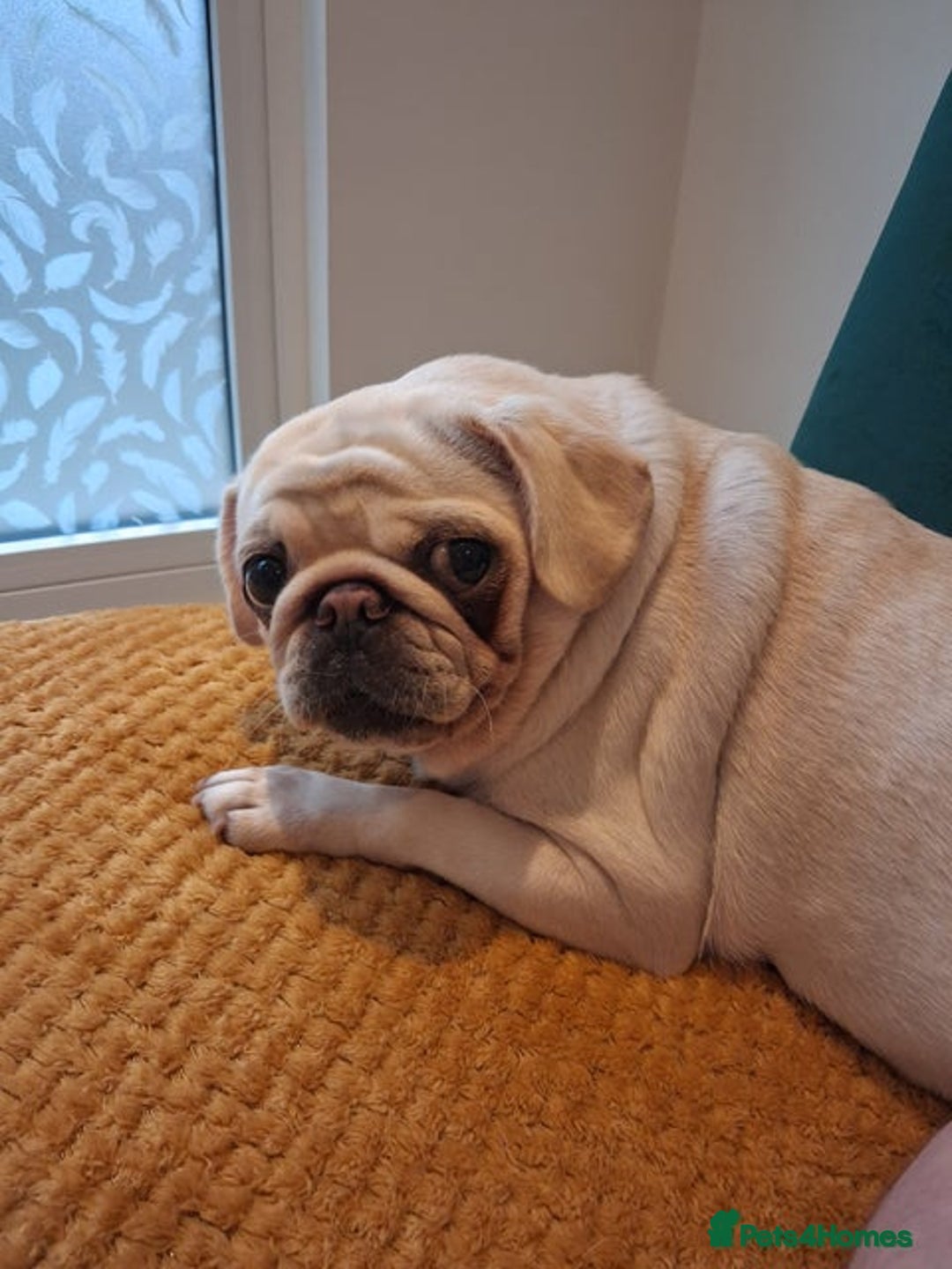 Pug dogs for sale: Champion pedigree kC Female white pug - Image 1