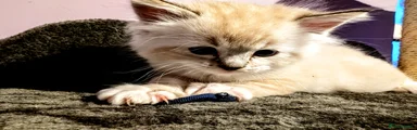 💙 NAVY BLUE — Seal Tabby Boy