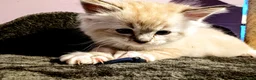 Ragdoll cats for sale: Ready for New Homes. Tortie and tabby ragdolls - Advert 35