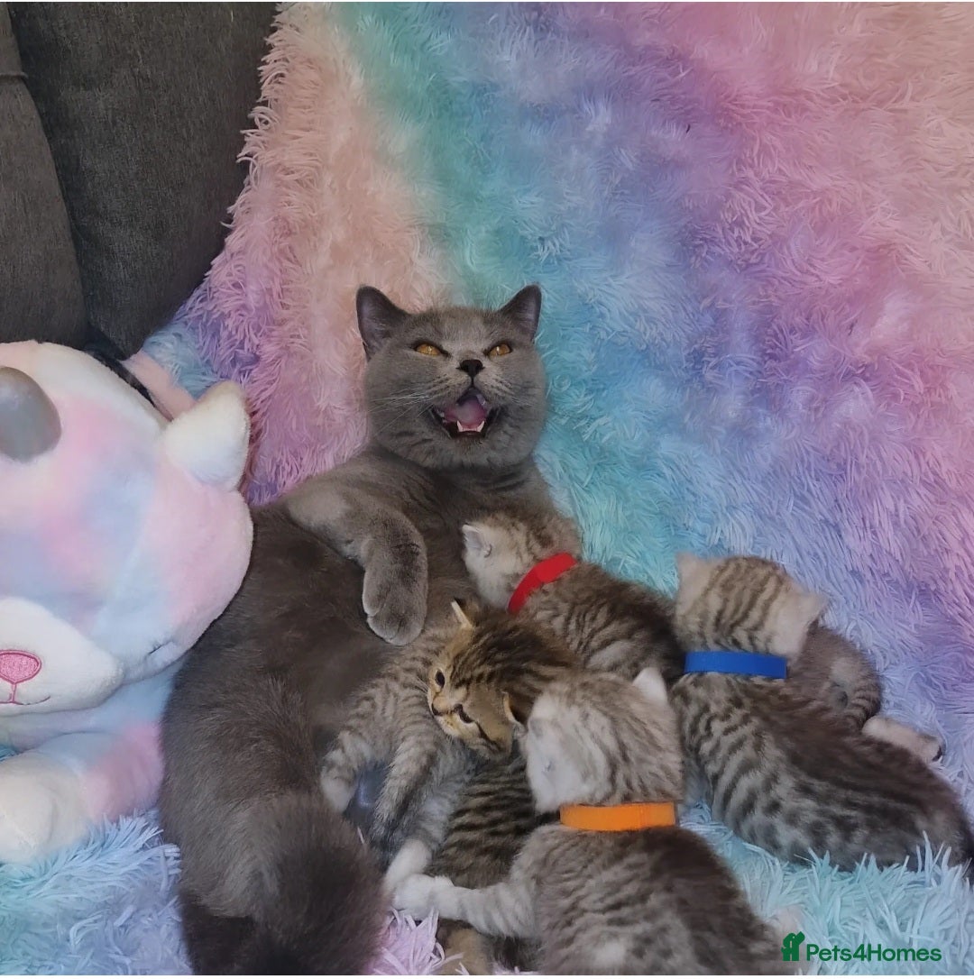 British Shorthair cats for sale: 🩵💙💜Amasing British Shorthair Kittens🧡💚💙 - Advert 17