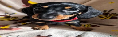 Miniature Dachshund 8