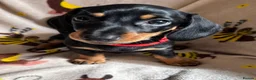 Miniature Dachshund dogs for sale: 3 miniature dachshund pups, female black and tan in Newport - Advert 8