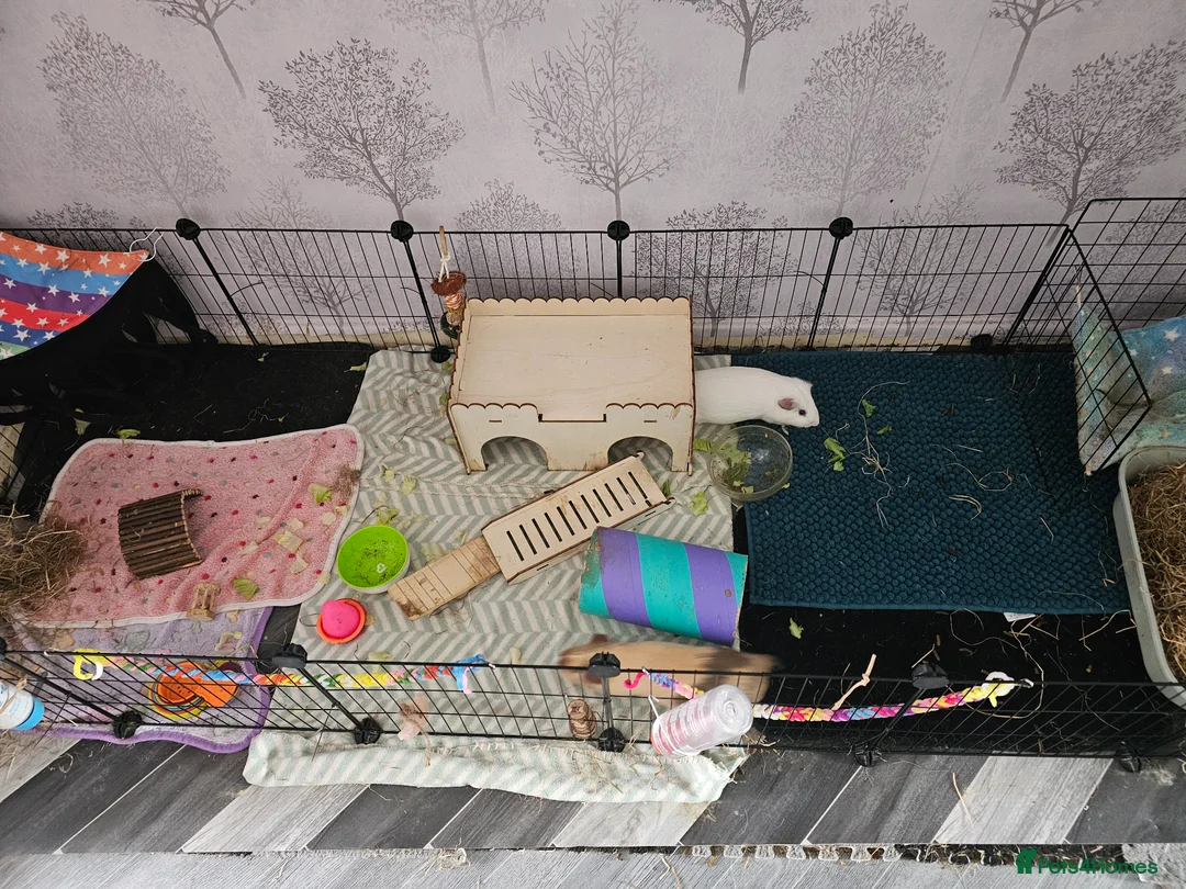 Guinea Pig rodents for sale: 3 brothers  in Neath - Advert 5