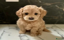 Maltipoo dogs for sale: Beautiful Maltipoo puppies for sale  - Image 3