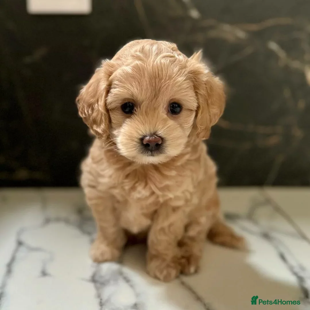 Maltipoo dogs for sale: Beautiful Maltipoo puppies for sale  - Image 3