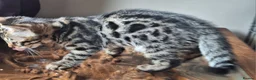 Bengal cats for sale: Bengals rare colours with clouded Leopard pattern - Advert 12