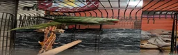 Parakeets birds for sale: Alexandrine parrot in Smethwick - Advert 10