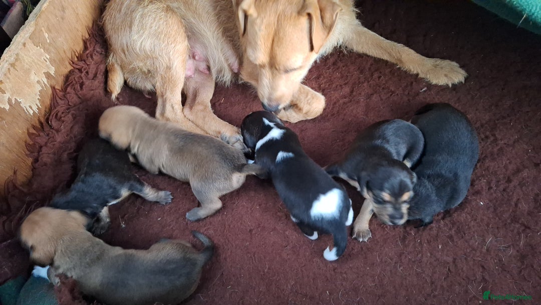 Mixed Breed dogs for sale: Pups for sale - Image 7