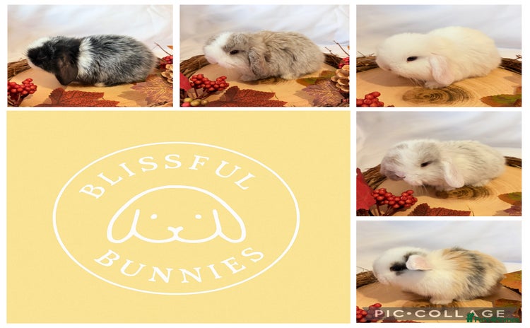 Mini Lop rabbits - Advert 1