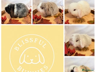 Mini Lop rabbits - Advert 4