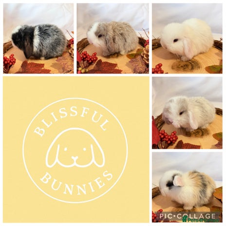 Mini Lop rabbits - Advert 13