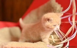 British Shorthair cats for sale: ⭐Rare Cream British Shorthair Boy ⭐  - Image 31