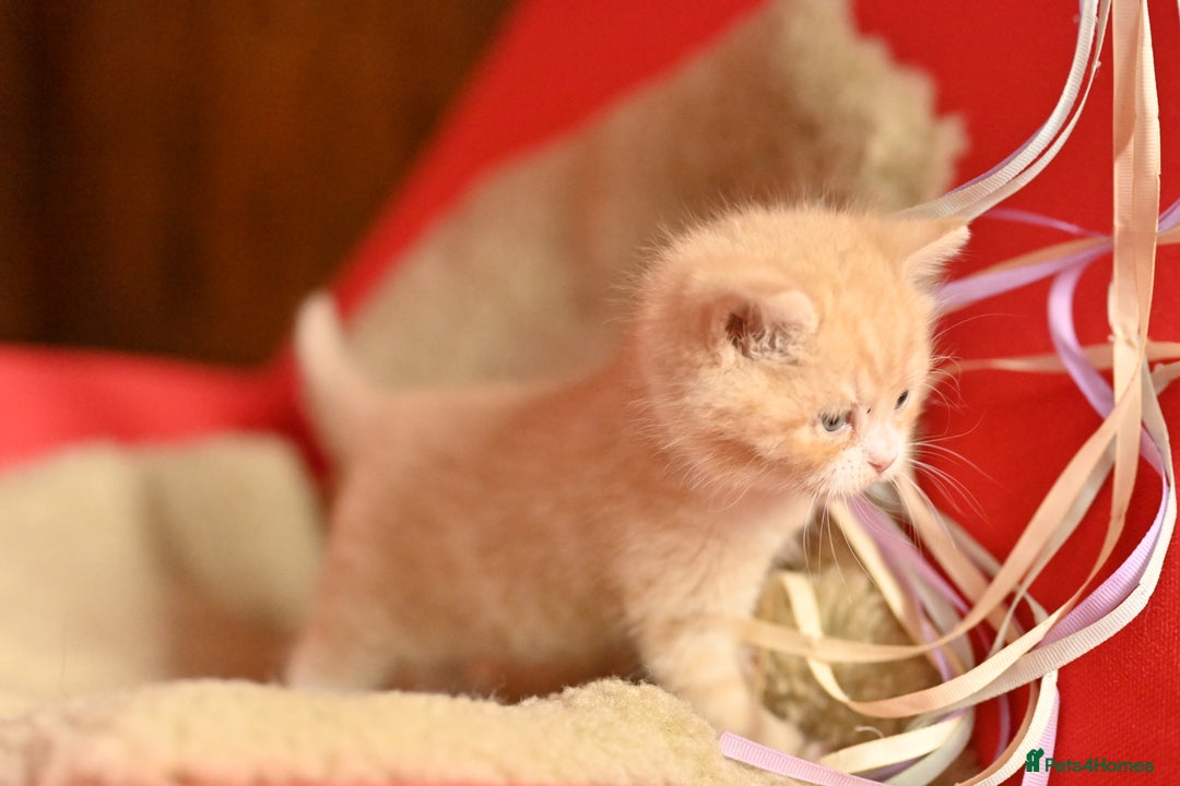 British Shorthair cats for sale: ⭐Rare Cream British Shorthair Boy ⭐  - Image 31