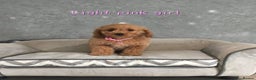Cavachon dogs for sale: Beautiful Cavapoochon boy and girl  - Advert 5