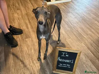 Whippet dogs Puppies due July - Advert 1
