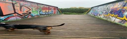 Jackshund dogs for sale: Archie  in Bristol - Advert 3