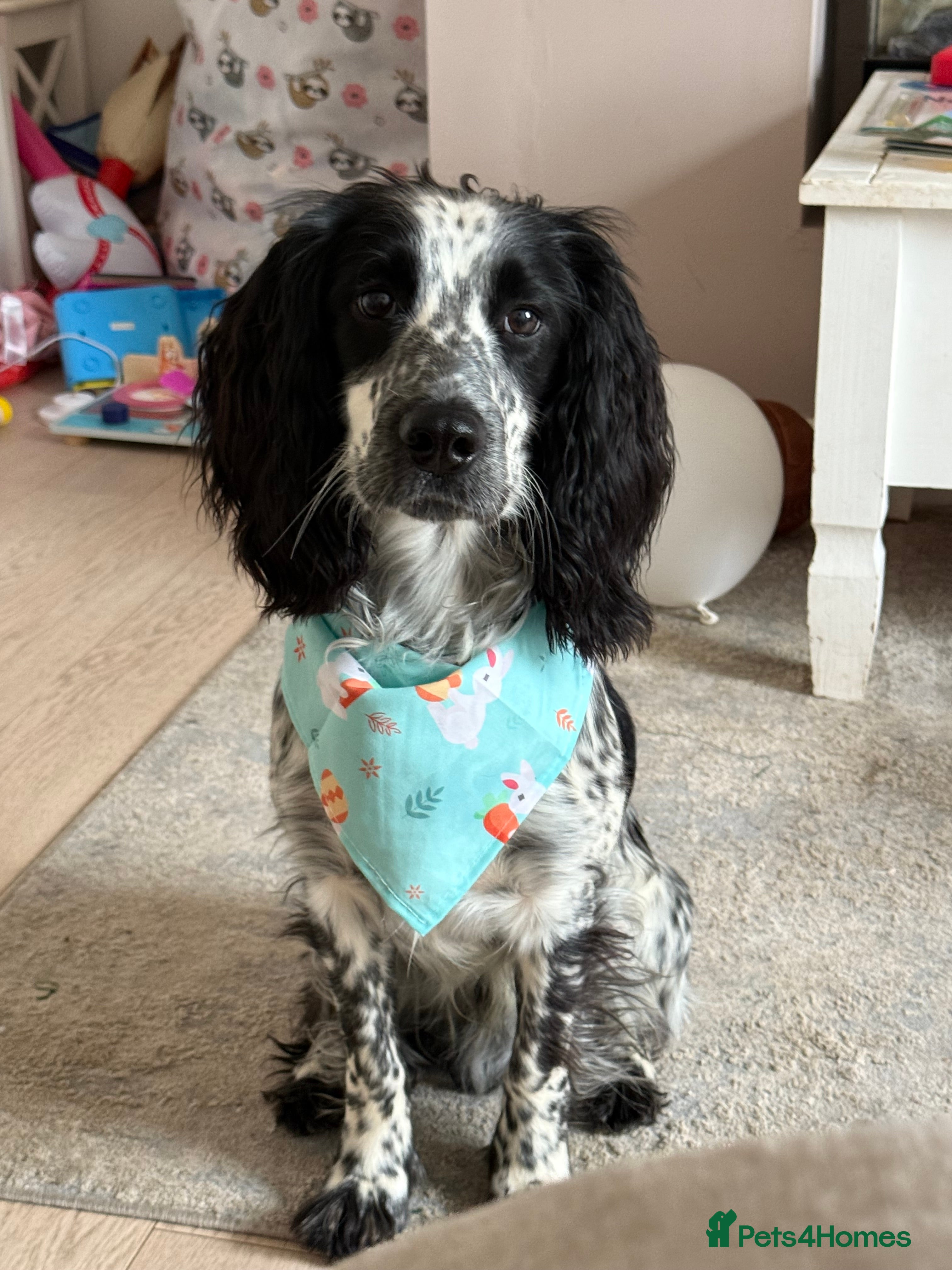 Cocker Spaniel dogs Snoop - 1 year old cocker spaniel  - Advert 14