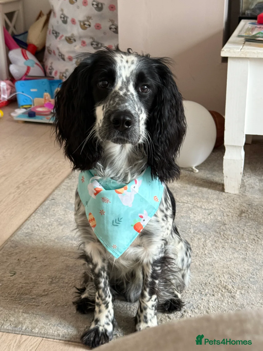 Cocker Spaniel dogs for sale: Snoop - 1 year old cocker spaniel  in Houghton le Spring - Advert 1