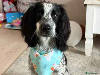 Cocker Spaniel dogs Snoop - 1 year old cocker spaniel - Advert 14