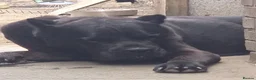 Cane Corso dogs for sale: 8 beautiful cane corso puppies  - Advert 16