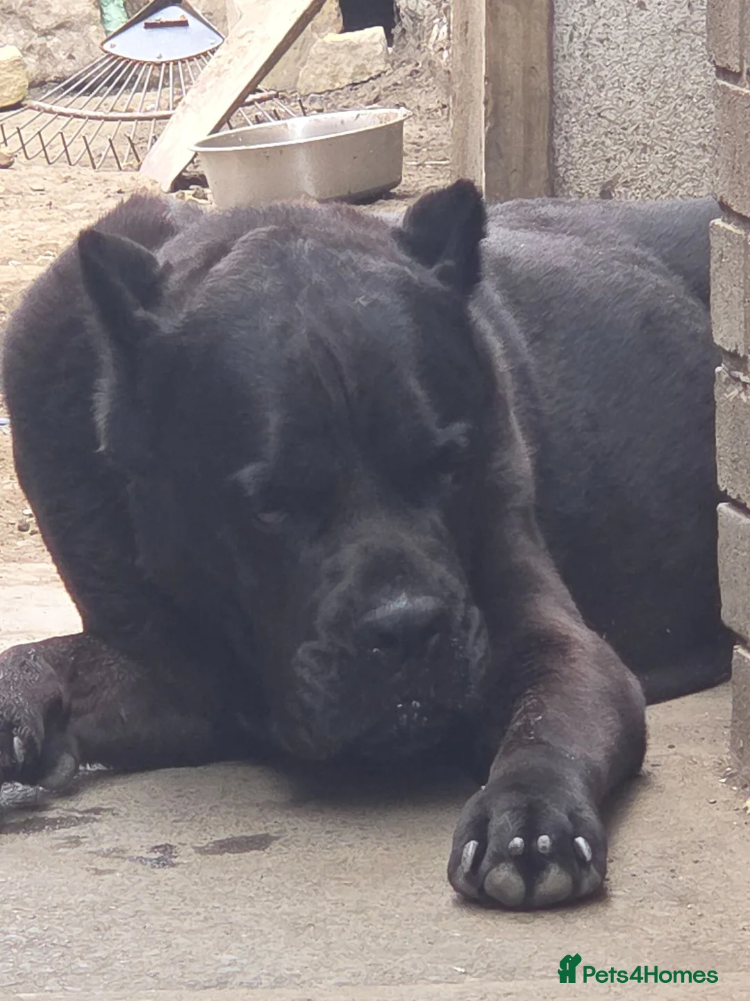Cane Corso dogs for sale: 8 beautiful cane corso puppies  - Advert 16