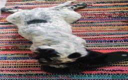 Sprocker dogs for sale: STRIKING SPROCKER SPANIEL PUPPIES  - Image 11