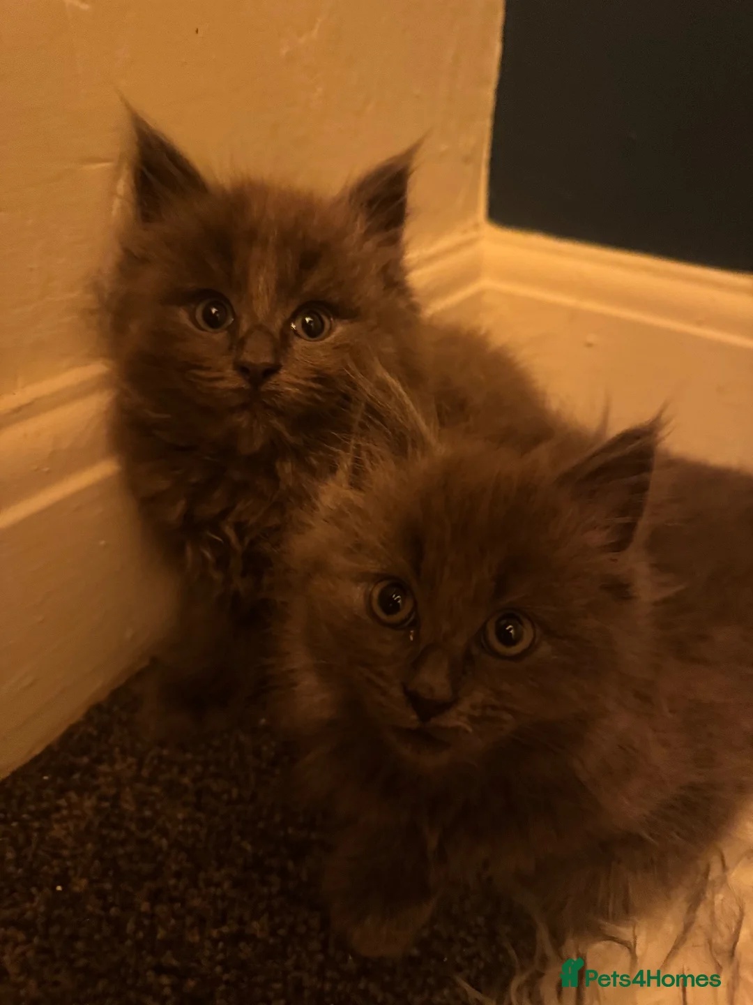 Ragcoon cats for sale: 🩵2 Beautiful Ragcoon Kittens Ready To Leave Now🩷 - Advert 2