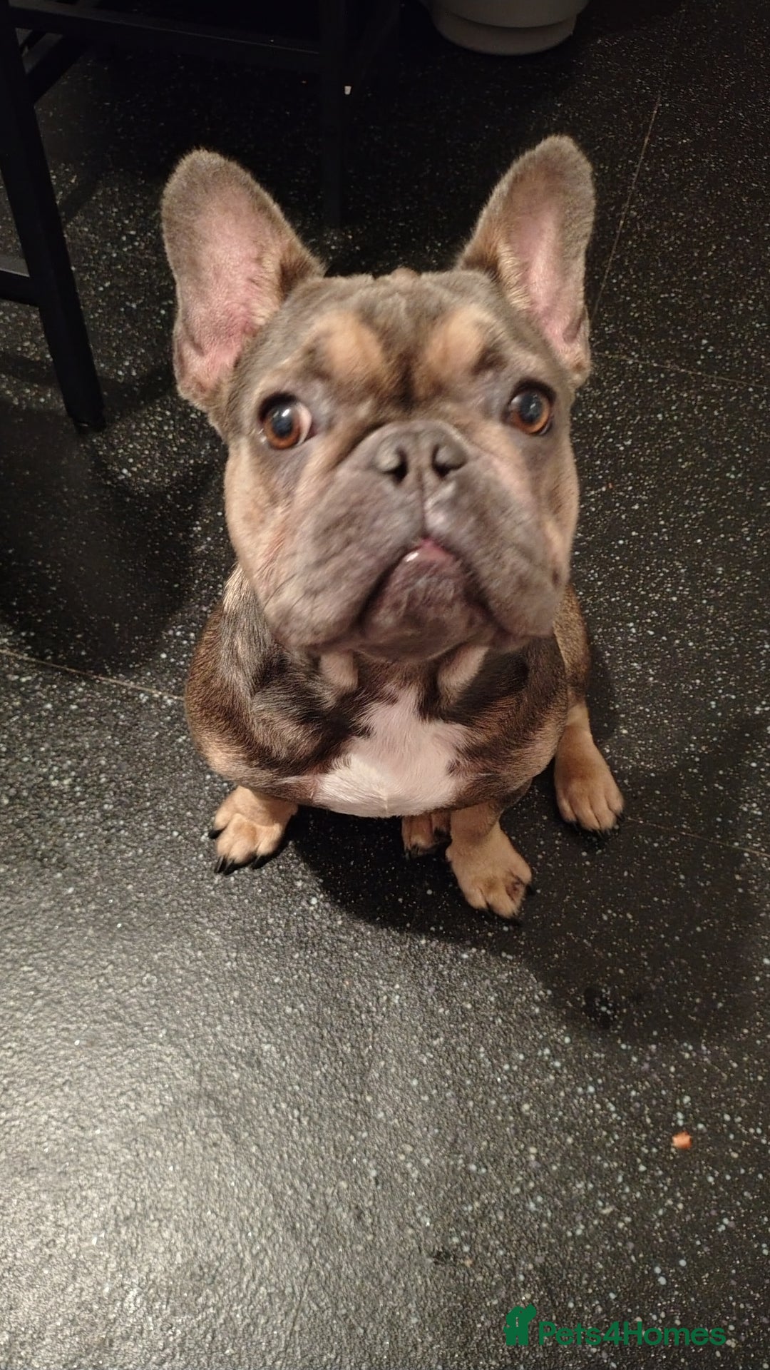 French Bulldog dogs for sale: Frenchies - Advert 8