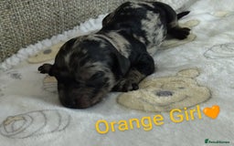 Cockapoo dogs for sale: Stunning Unique Cockapoo Puppies - Image 17