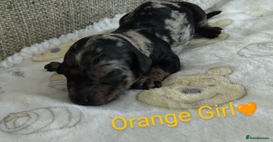 Cockapoo dogs - Advert 7