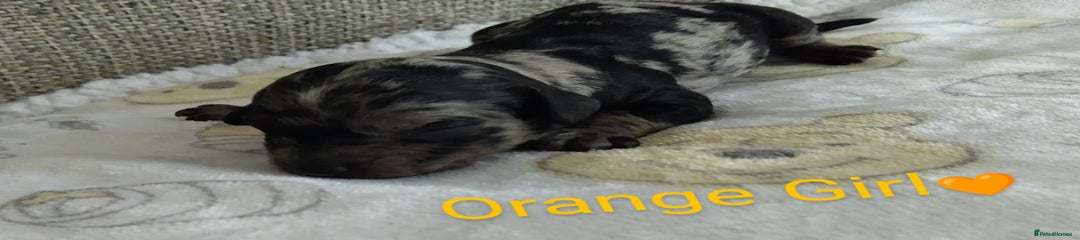 Orange Girl
