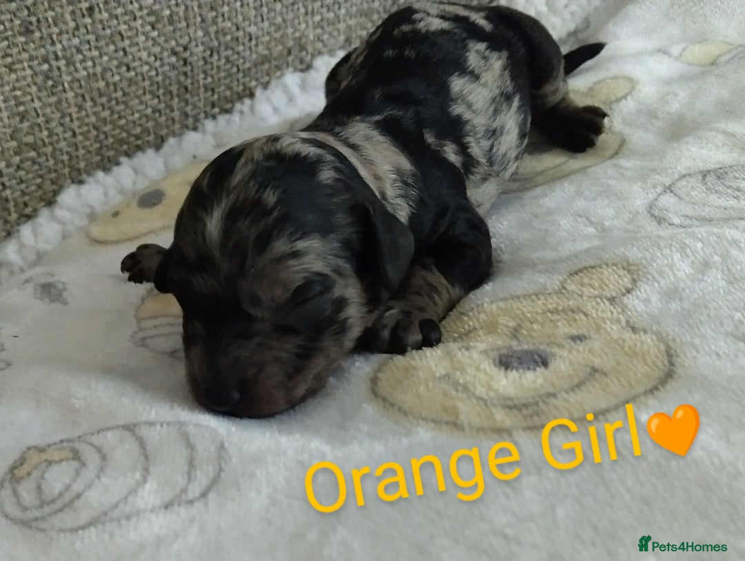 Cockapoo dogs for sale: Stunning Unique Cockapoo Puppies - Image 17