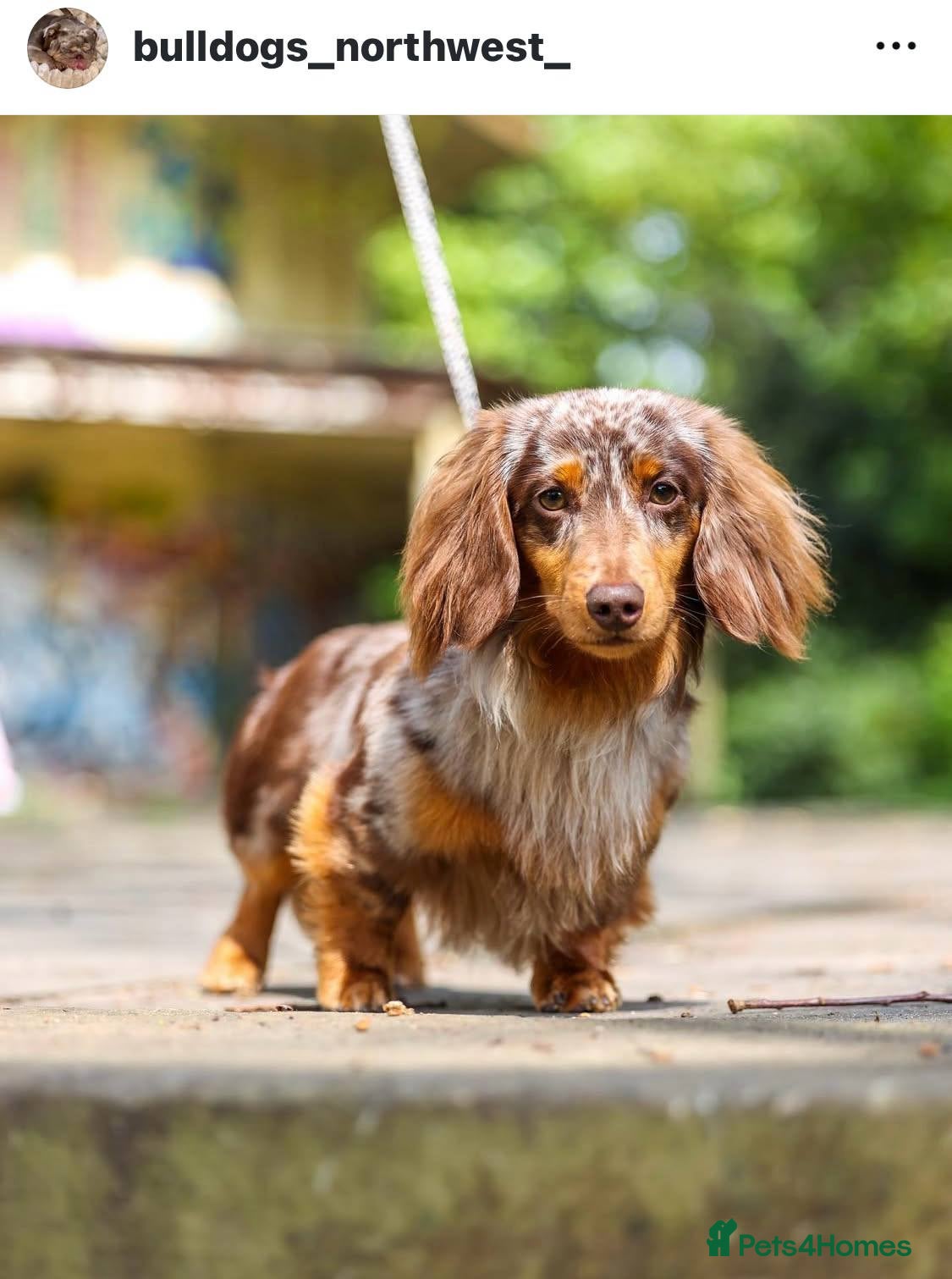 Dachshund dogs Dapple Long Haired miniature  - Advert 1